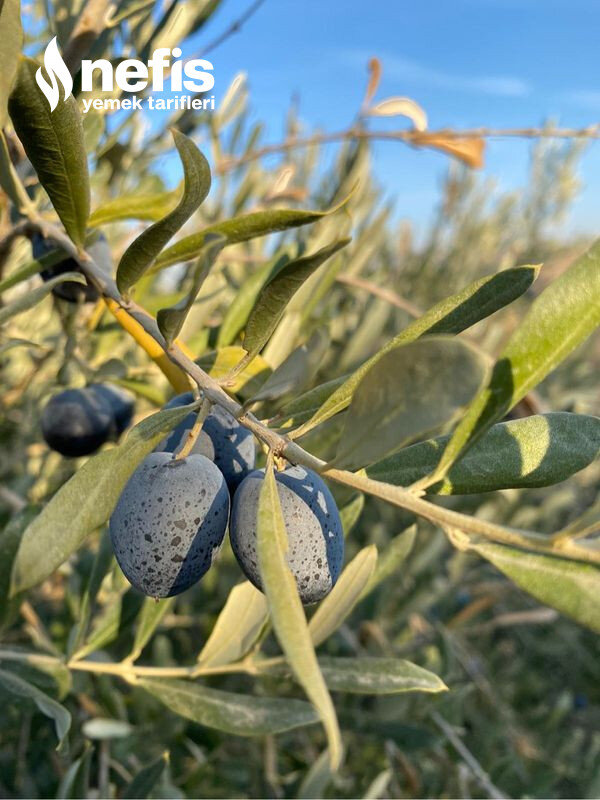 Nefis Siyah Zeytin